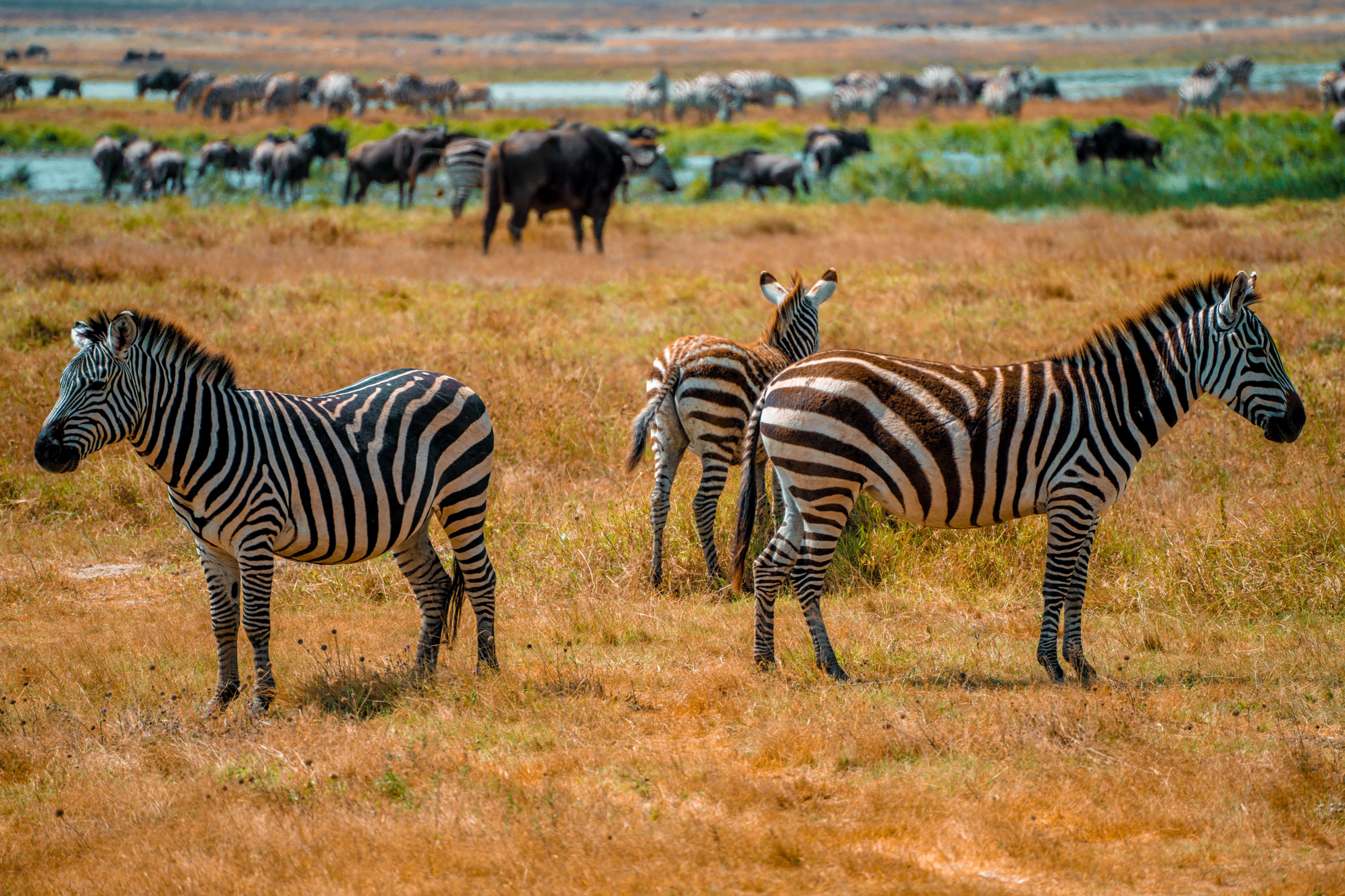 Kenya travel landscape